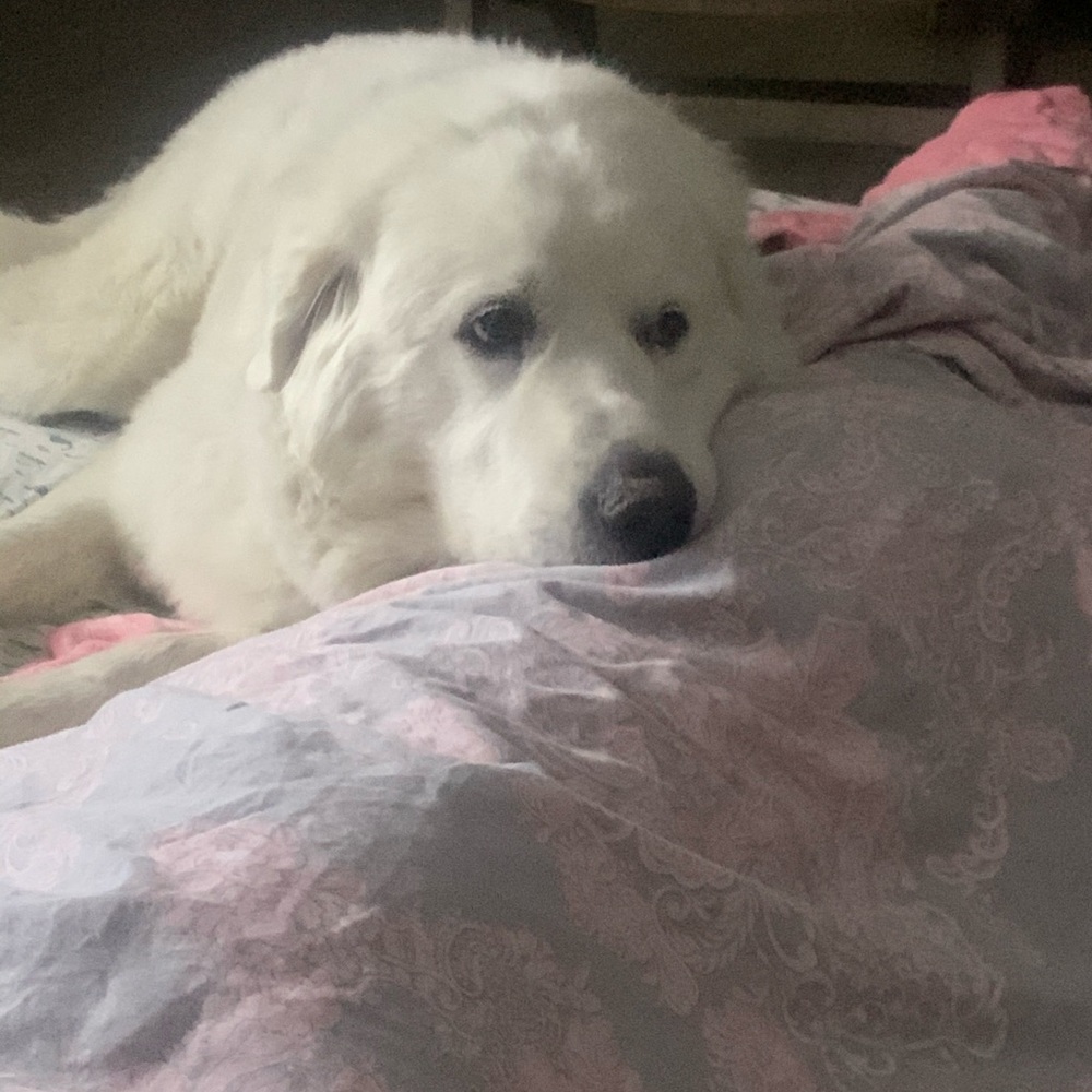 Meet your Posher, Ivan